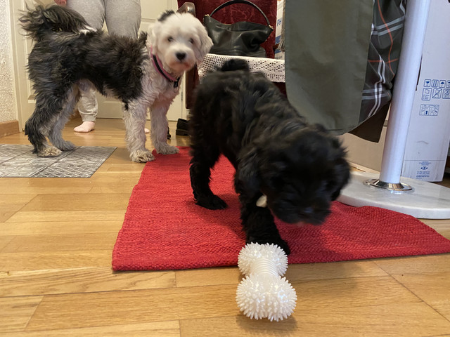 BAD6-F32-F-8806-45-A2-B8-E1-3-F0549-A842