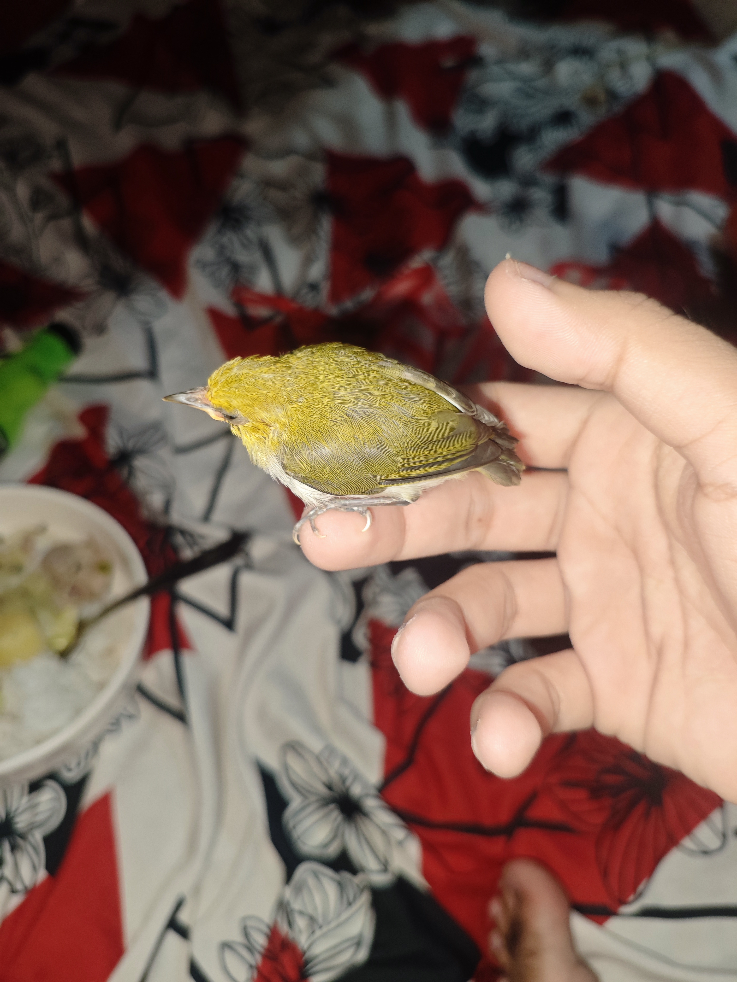 最近识别的鸟类图片
