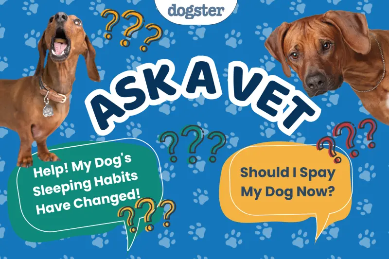 Concerned About Your Dog's Changing Sleep Patterns?