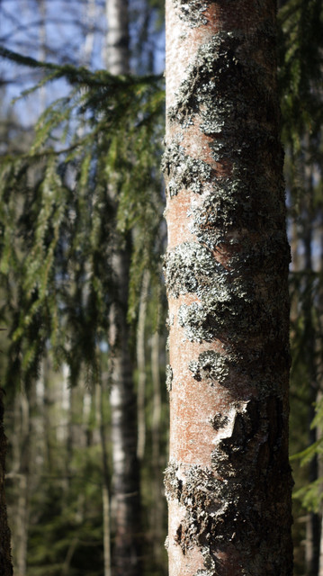 DSC9480-2.jpg