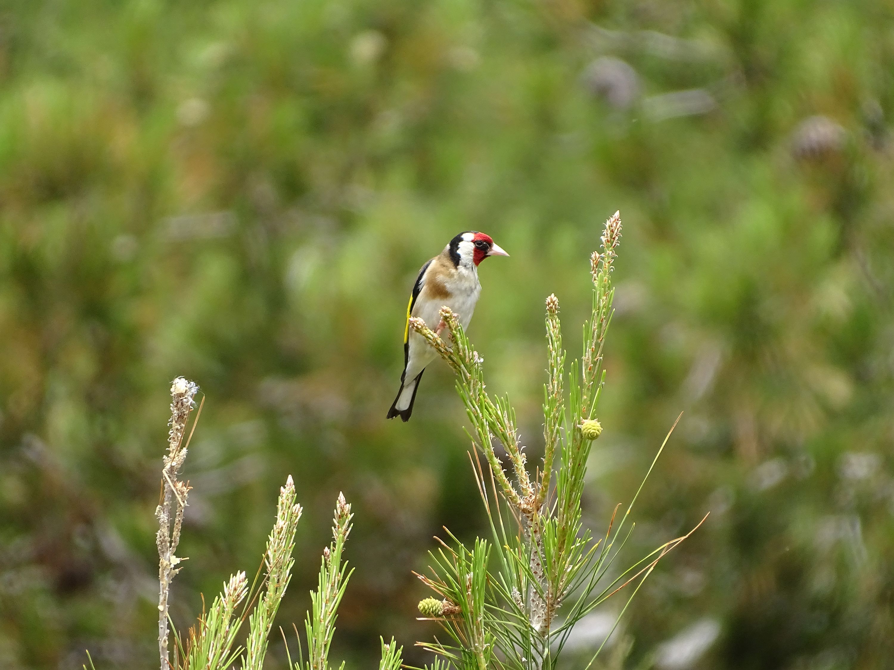 DSC07721-1.jpg