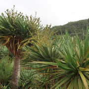 Parque e Palácio de Monserrate (30)