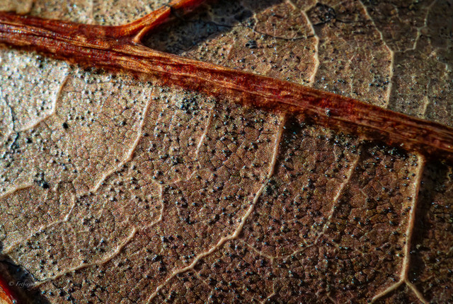 DSF3953 2.jpg