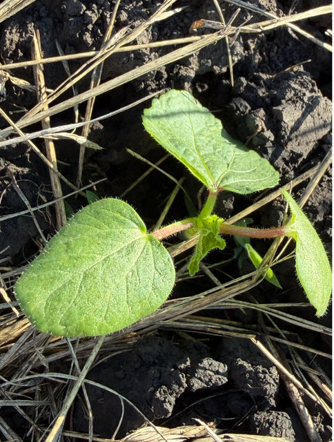 [Image: Okra1.png]