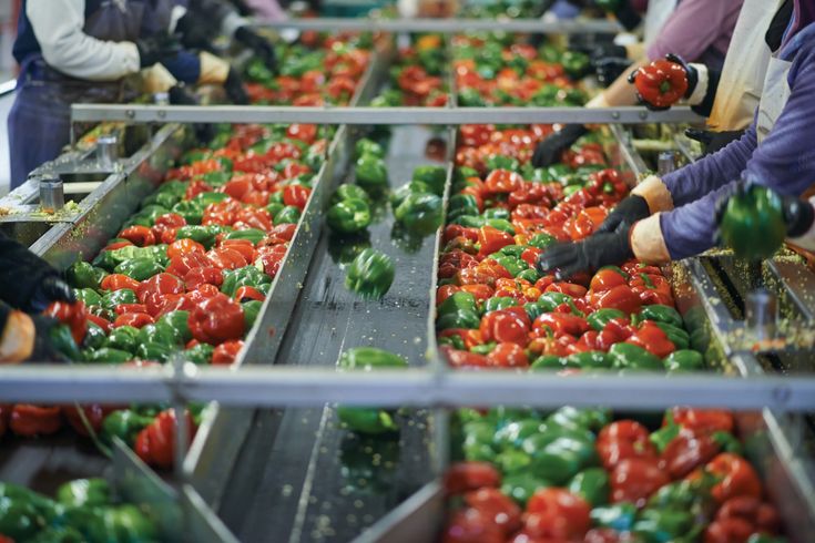 Agricultural Processing Plants - Kalash Agro Trading