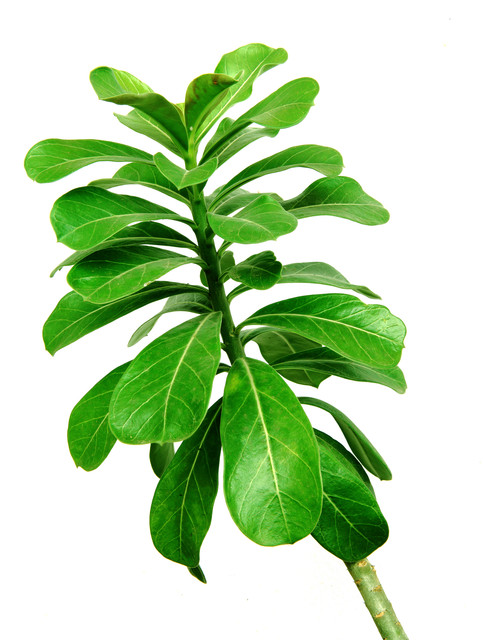 shutterstock 143071243.jpg