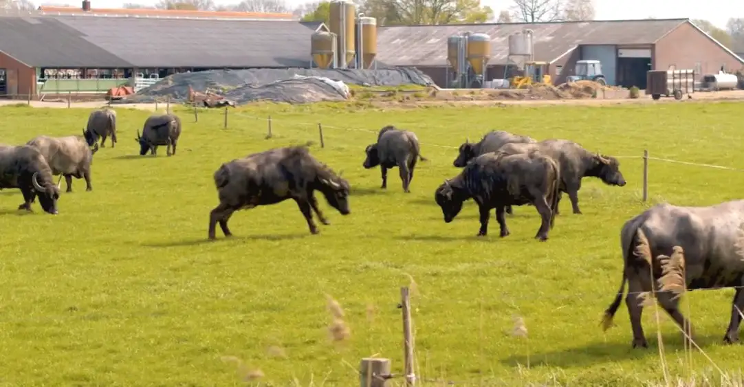 Waterbuffelvlees kopen bij de boer - www.vleeskopenbijdeboer.nl