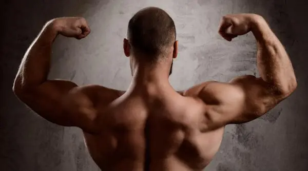 Bacteria care stimulează masa musculară prin fibre alimentare