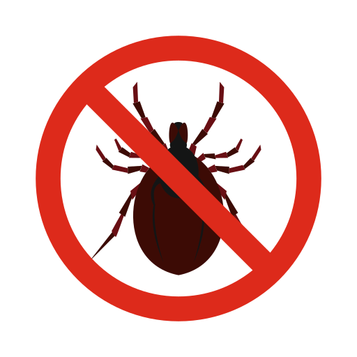 Kutu Busuk (Bed Bug)