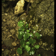 Green II 2048px