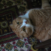 IMG-6227