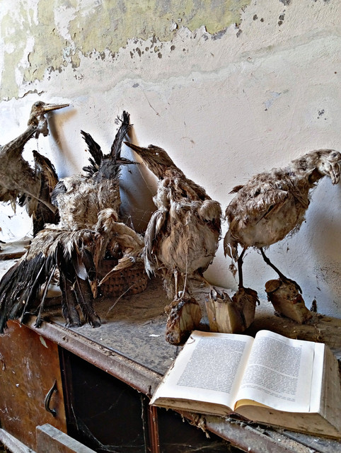 uccelli-urbex