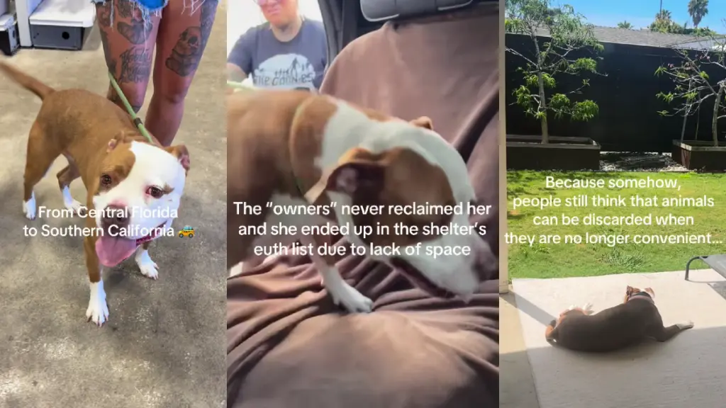 Dog's Second Chance at Love
