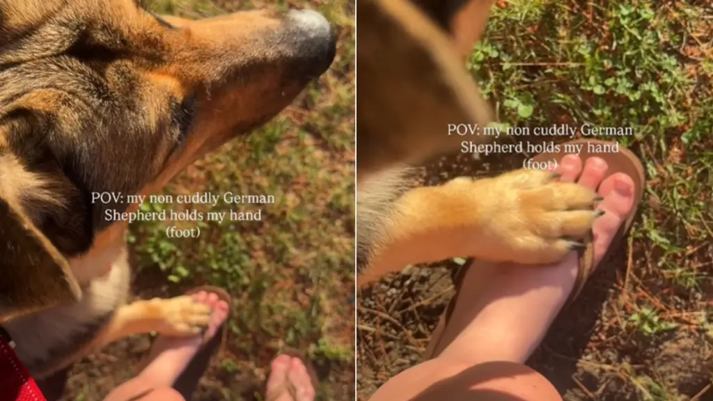 A Gentle Lean: When Dogs Show Affection Differently