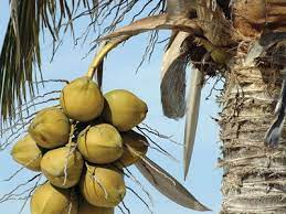 coconut