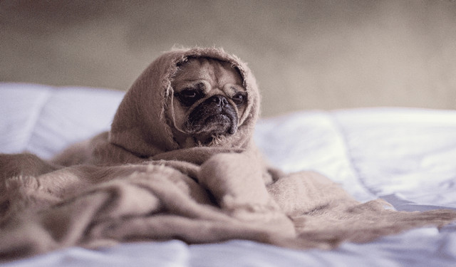 Pets-Insurance-32