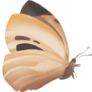butterfly