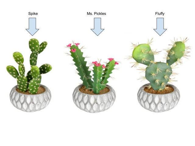 Spike-Ms-Pickles-and-Fluffy