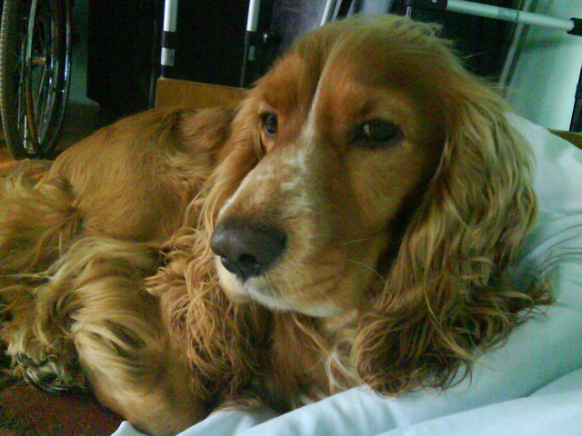 Bruno-6
