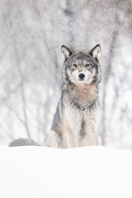 LOUP-JSB