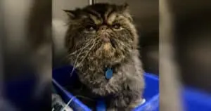 Miracle Cat Survives Dryer Ordeal, Prompts Safety Warning