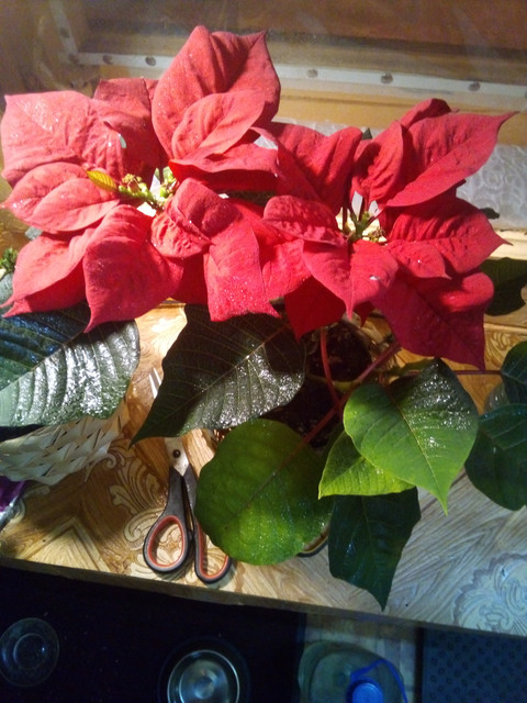 IMG-20220122-063605.jpg