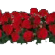 rosas