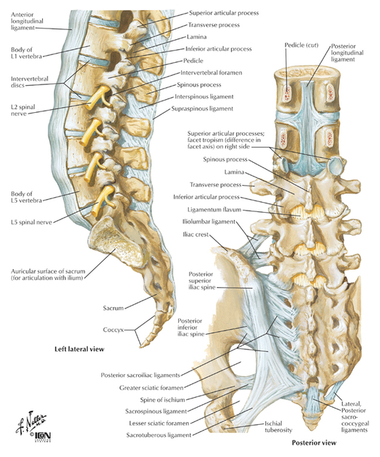 Lumbar Spine And Ligaments Back Neck And Spine Information 