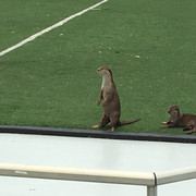 Otter