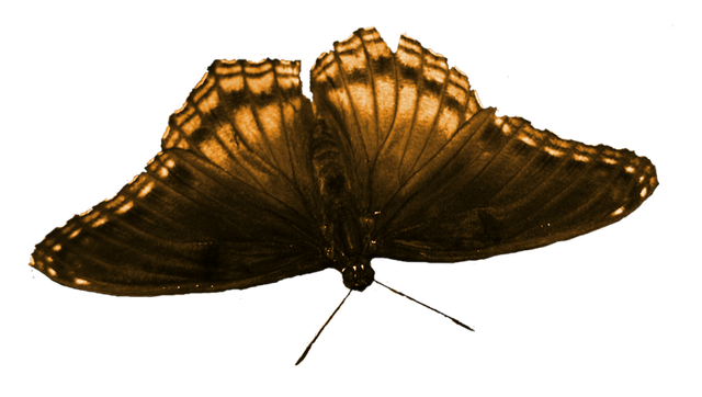 papillon2.png