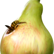 Pear