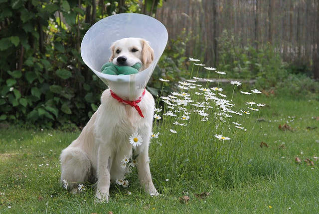 Hund-Halskrause.jpg
