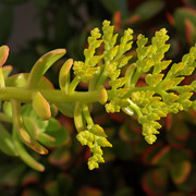 IMG-6244