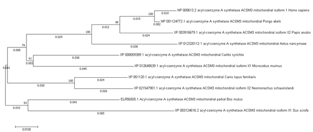 Phylogeny 5
