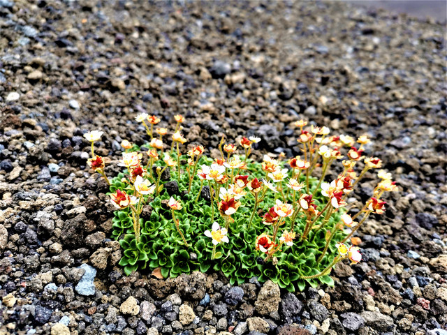 qrf