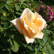 DSC01992-5