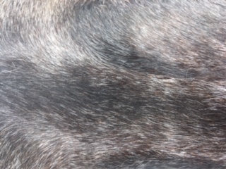 IMG-1703.jpg