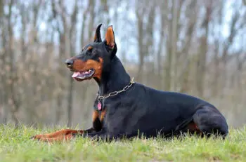 Top Supplements to Keep Senior Dobermans Healthy and Active