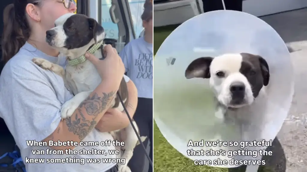 Shy Rescue Dog Finds Love