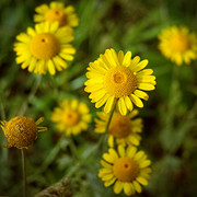DSCF4273