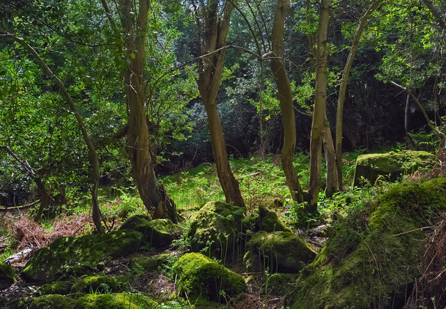DSCF4962.jpg