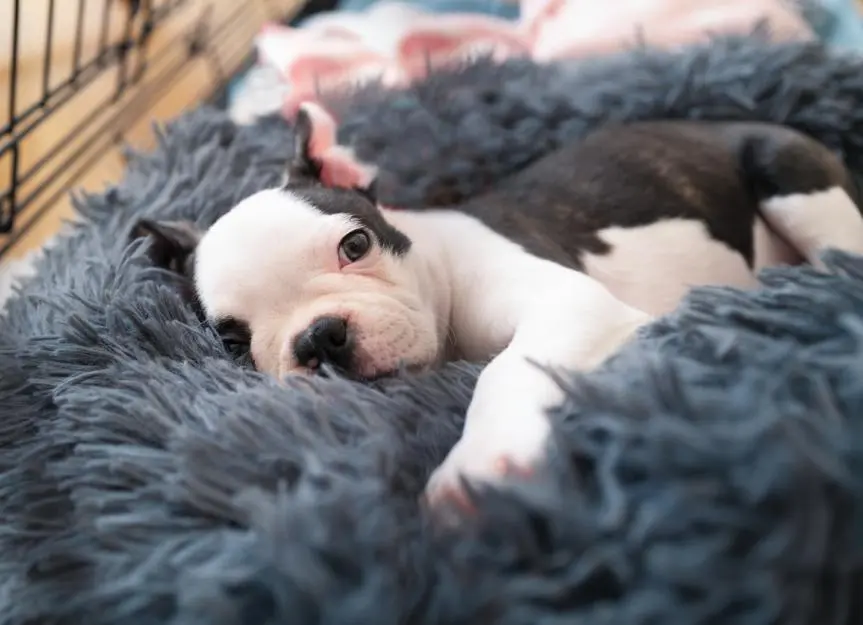 Caring for a New Puppy: The First Few Weeks