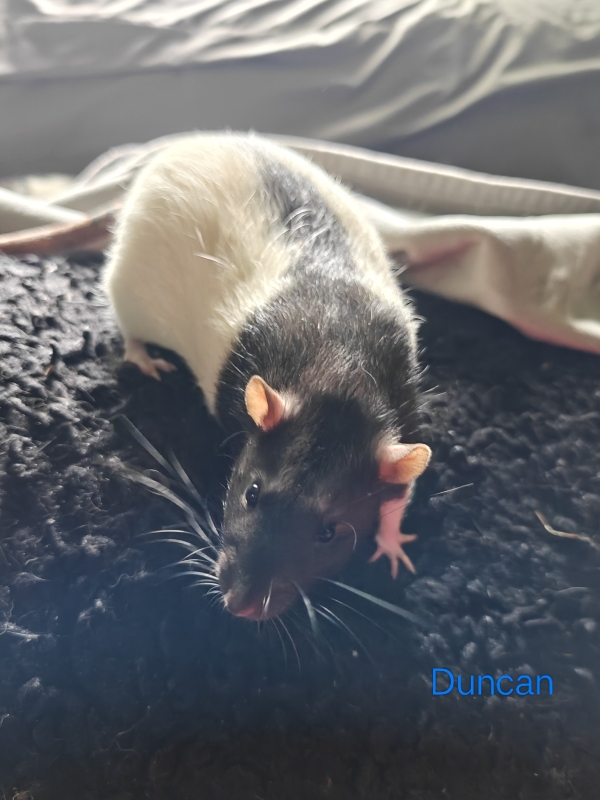duncan