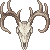 deerskull