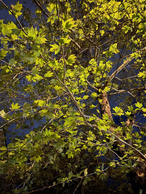 IMG-1752