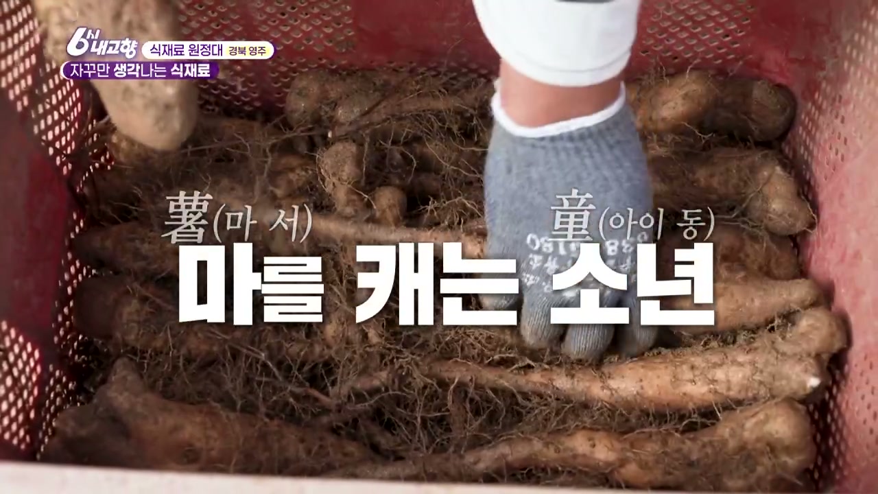 6시내고향 경북 영주 생강 마 추가 캡처 2