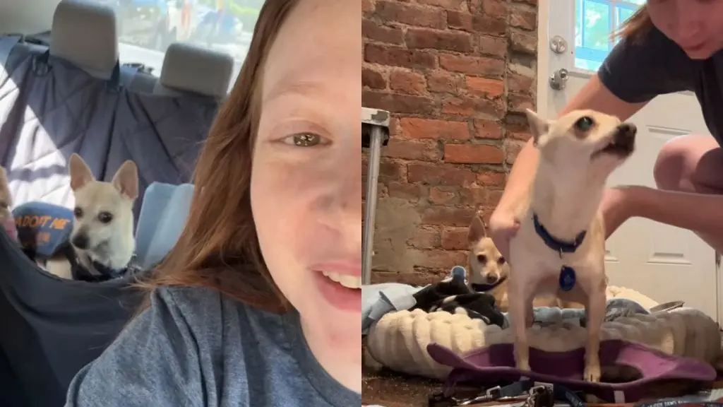 Dog Duo's Unplanned Fateful Day
