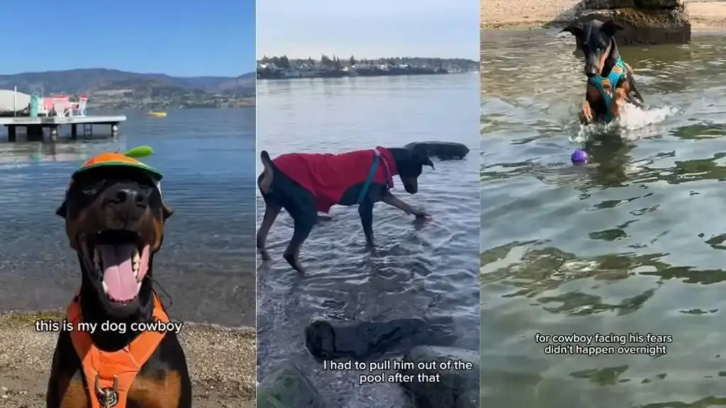 A Patient Doberman Overcomes His Lifelong Fear of Water