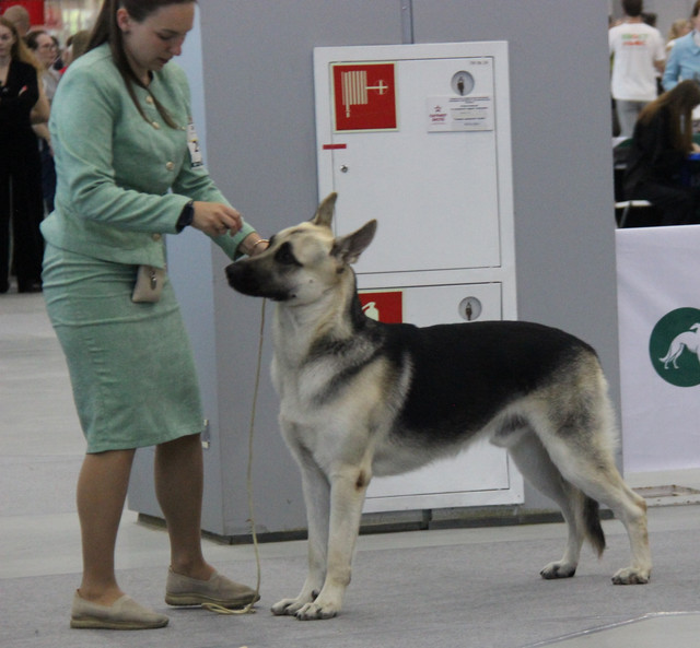 https://i.ibb.co/3YW4c5vg/IMG-2640.jpg