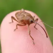 acorn-weevil